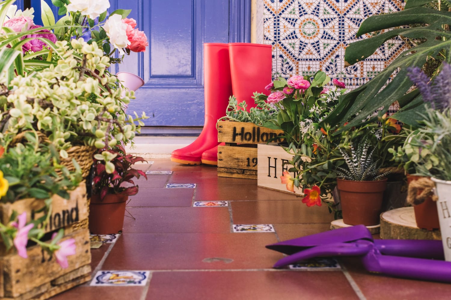 Plantes d'extérieur pour terrasse 